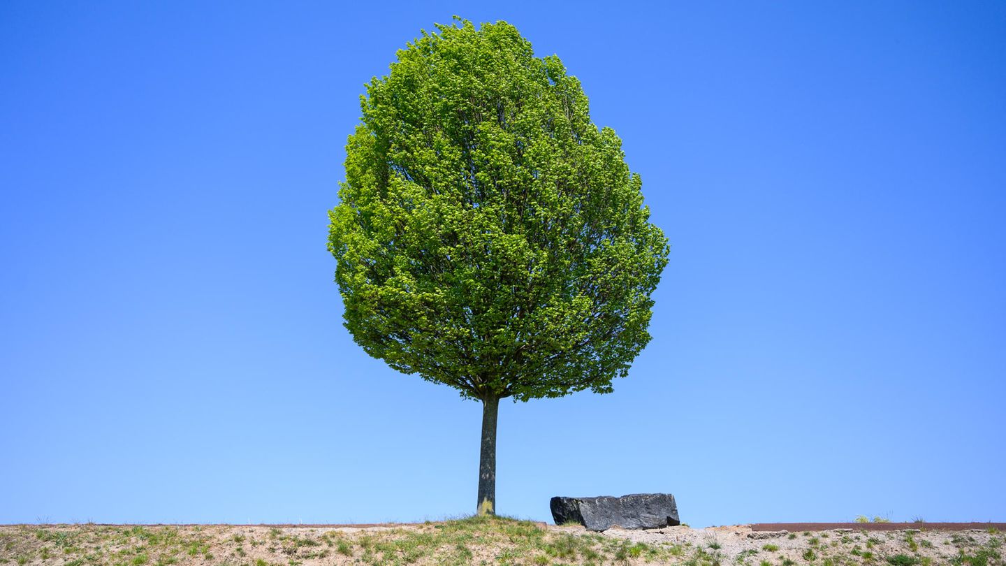 Nachhaltigkeit digitaler Bilderrahmen – Reparierbarkeit und langlebige Komponenten